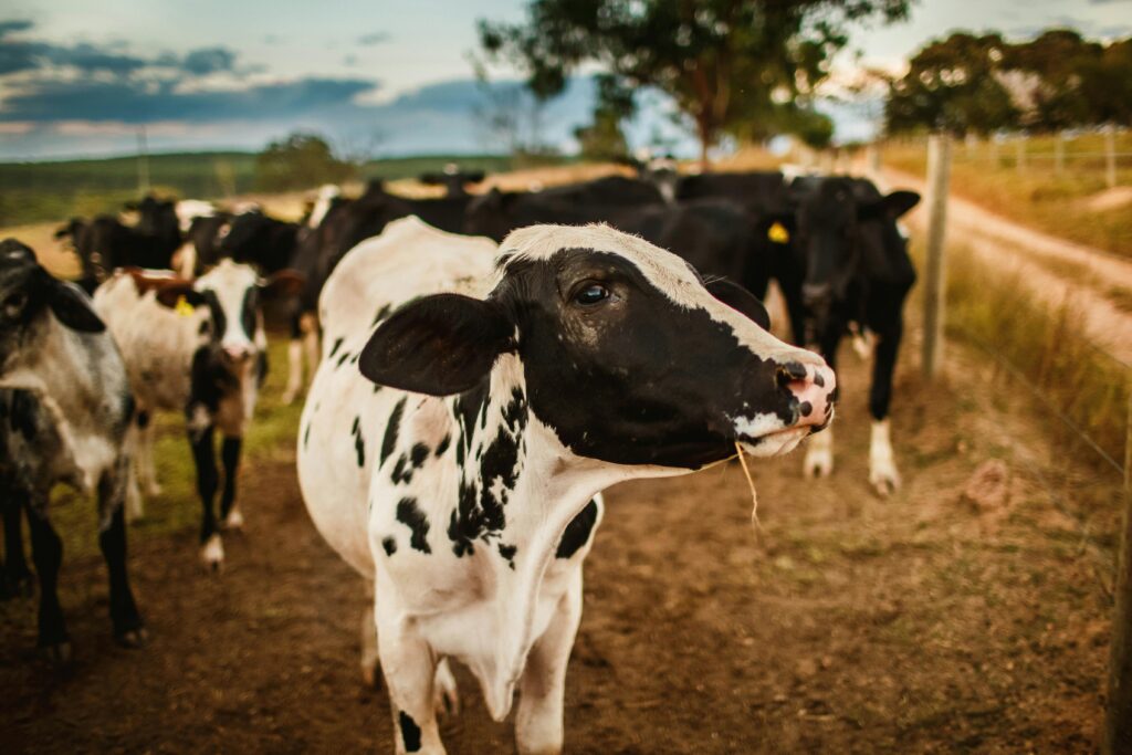 Le concept de la ferme des 1000 vaches ou le cauchemar de l’agriculture industrielle intensive La ferme aux 1000 vaches: Un nouveau concept pour une production de lait intensive ©Helena Lopes