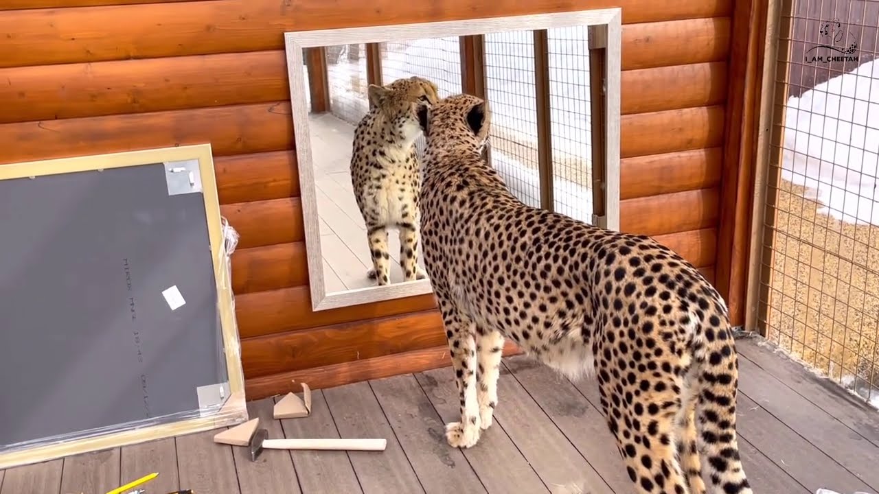 Gerda est le guépard de compagnie du couple russe, devenu célèbre pour leurs amis hors-norme