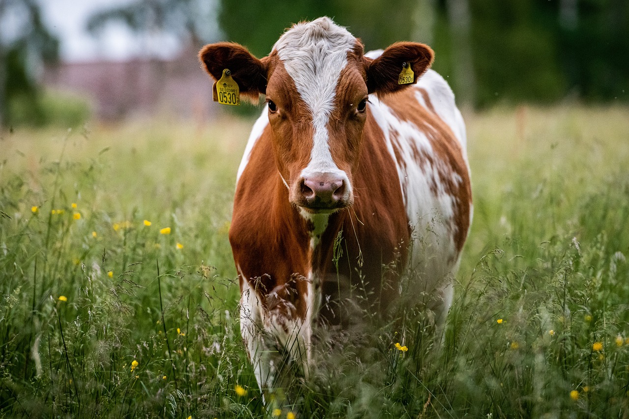 L'éducation nationale a inscrit le respect des animaux dans les programmes d'éducation civique et morale ©Borg Mattisson