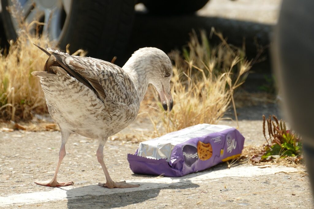 Les microplastiques ou le danger auquel nous faisons tous face Une mouette s'intéresse à un emballage plein de microplastiques, un déchet laissé par les touristes lors des vacances ©Eveline de Bruin