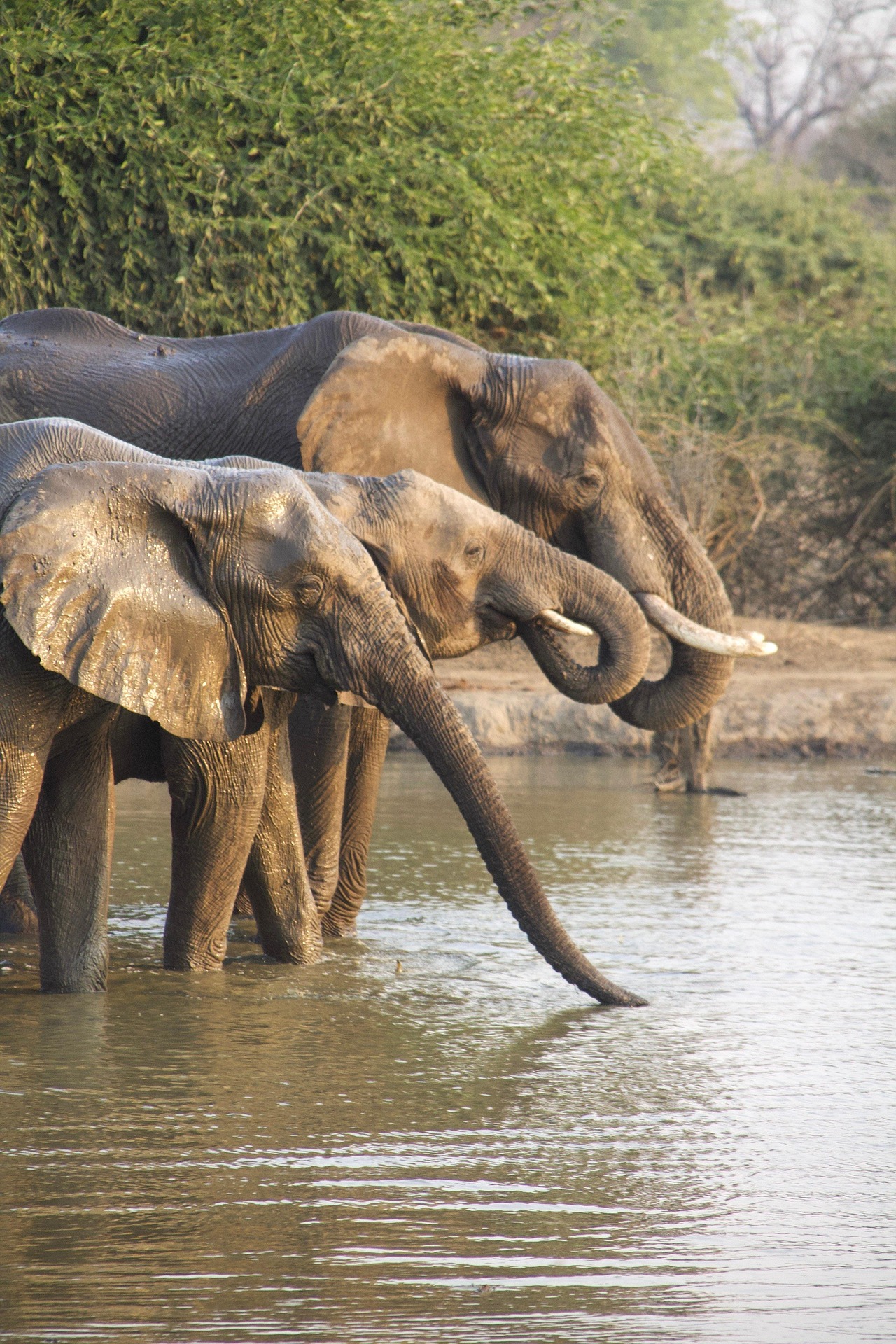 Des éléphants en Zambie