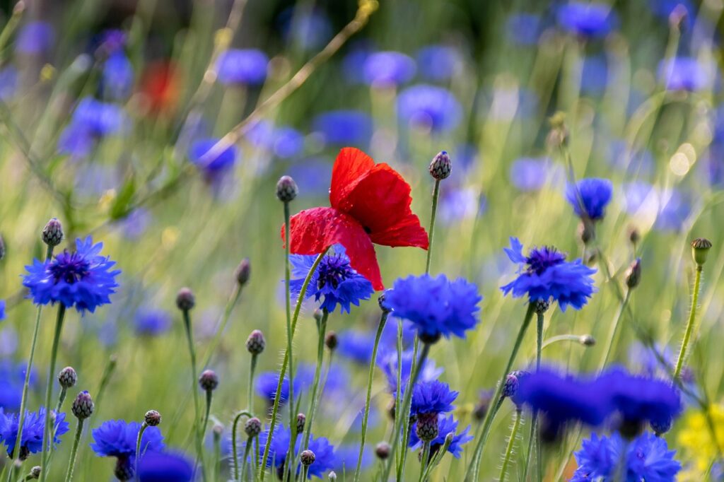 Plantes : Et si on les laissait pousser? Les plantes et fleurs sauvages comme le bleuet ou le coquelicot sont magnifiques, mais au-delà de leur beauté, elles sont un must pour la biodiversité.
