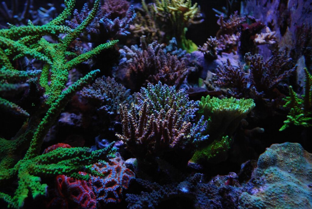 La destruction des abysses atteint les magnifiques coraux que nous voyons