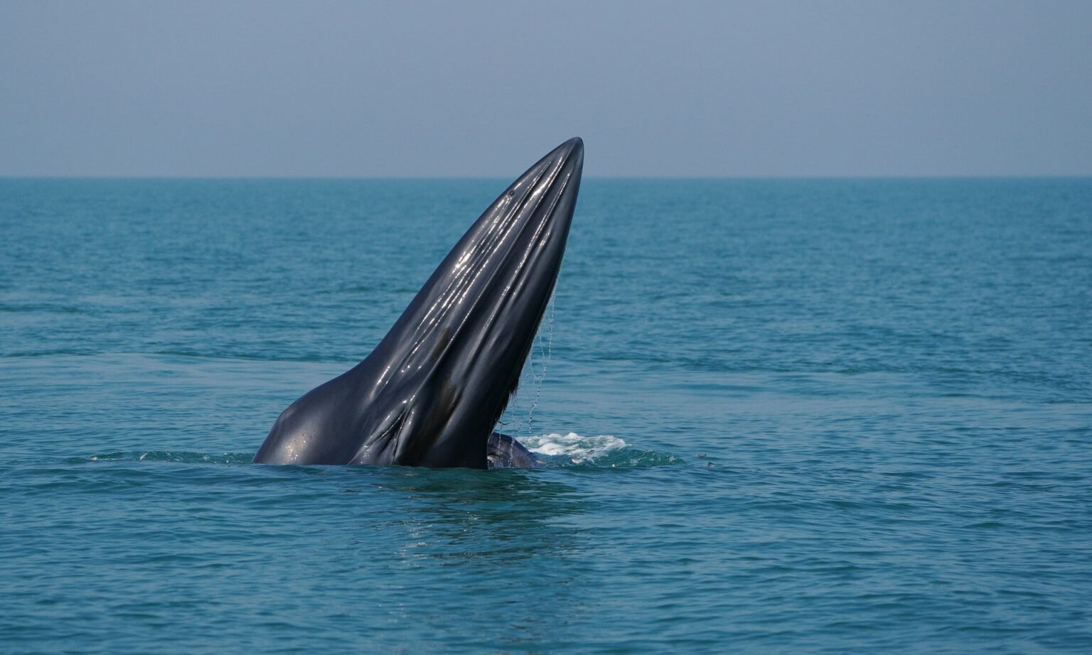 Une baleine de Bryde