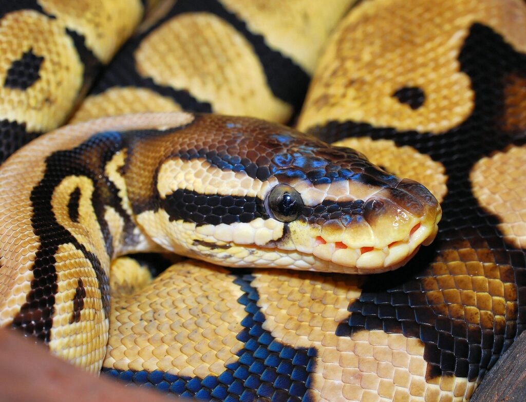 Le python birman a vraiment envahi la Floride Les pythons terrorisent la Floride