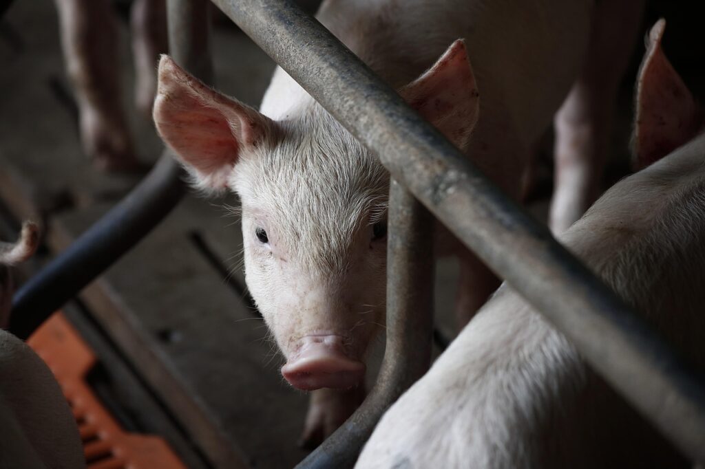 Greffes d’organes vers l’humain : cœur, rein, peau… pourquoi le cochon est-il devenu l’animal de référence pour les xénogreffes ? Le cochon est l'animal de référence pour les xénogreffes.