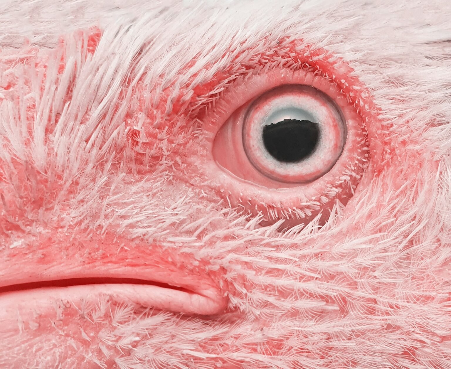 Un bâtiment d'élevage protégé contre la grippe aviaire