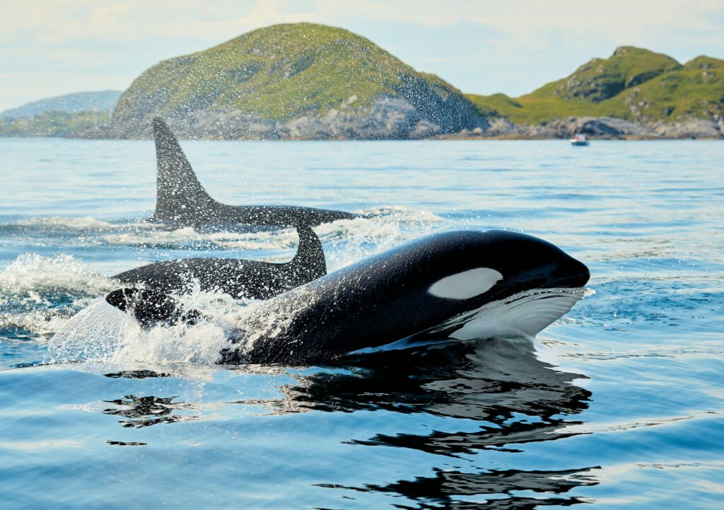 Les installations de Marineland abritant les deux dernières orques captives
