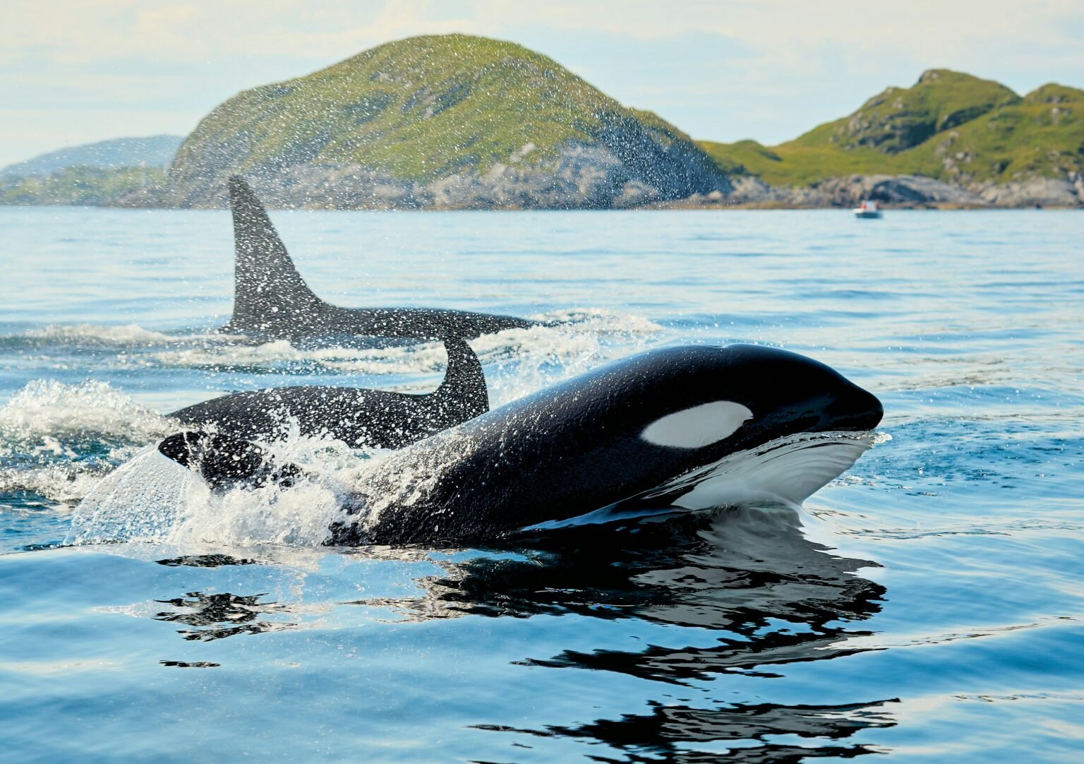 Les installations de Marineland abritant les deux dernières orques captives