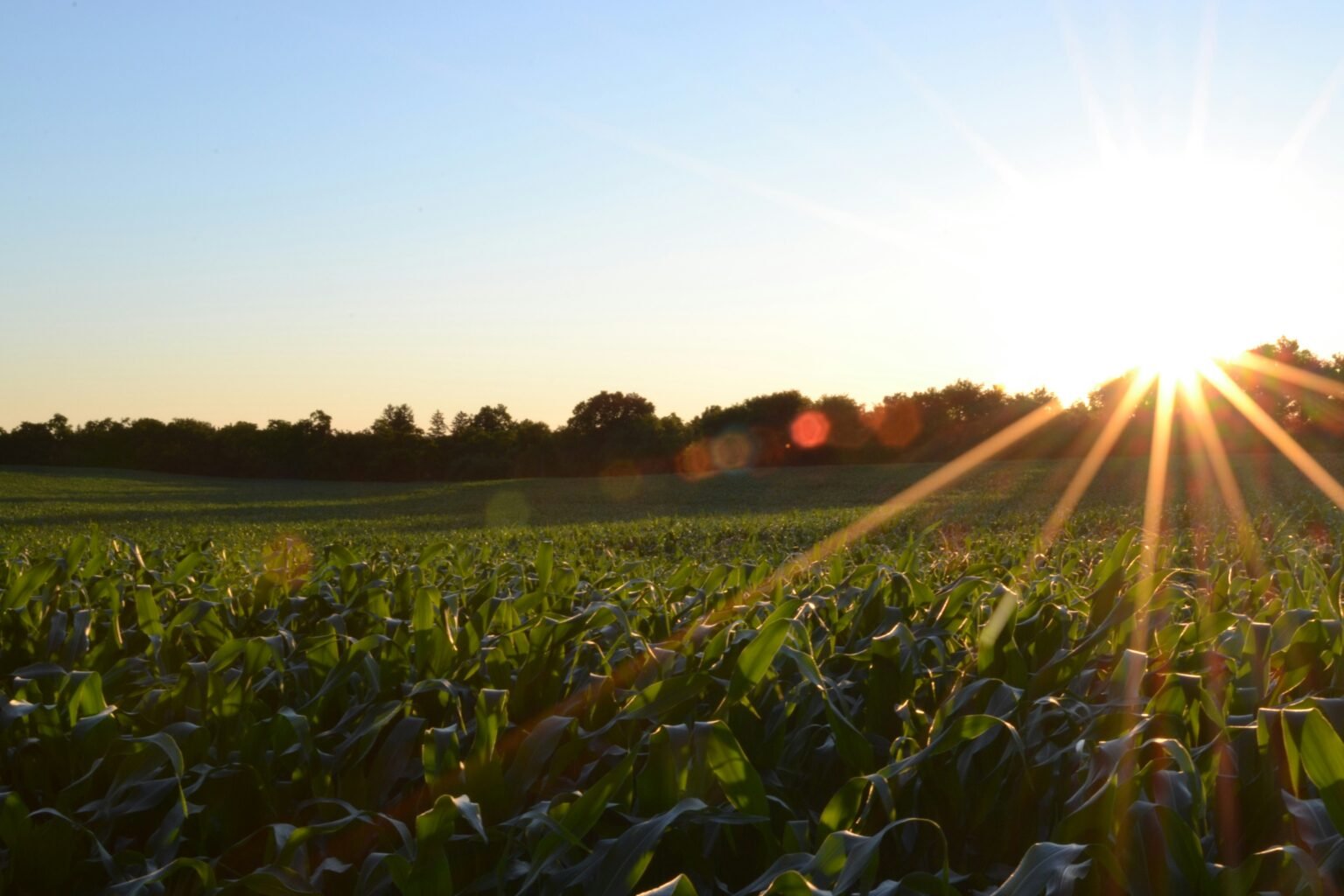 La France adopte une loi d’urgence pour protéger le secteur de son agriculture locale agriculture france