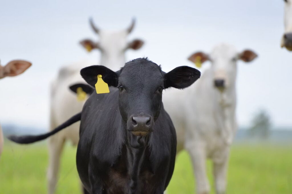 Contrôle sanitaire du bœuf brésilien