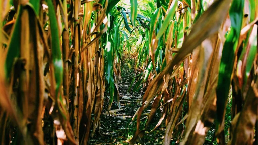 La production de maïs en France s’effondre à son plus bas niveau depuis 1980 Champ de maïs asséché avec feuilles jaunies et tiges flétries à cause de la sécheresse