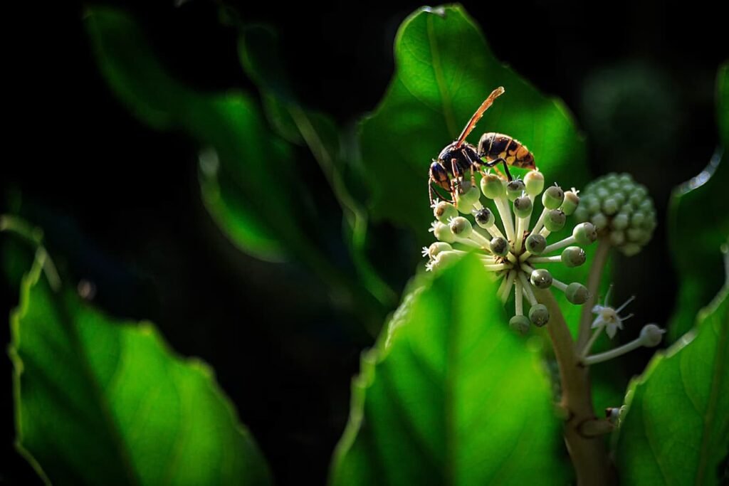 Le piégeage des frelons asiatiques double aux Garennes-sur-Loire et inquiète Gros plan sur un frelon asiatique au thorax noir et pattes jaunes coincé dans un piège à insectes